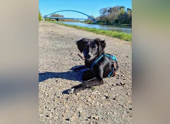 Bluey - eher ein Frauenhund