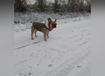 Milo-DE, Dickkopf sucht warmes Körbchen!
