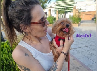 Menta1 geb. 03/19 (ESP Pflegestelle) - liebe, anhängliche und verschmuste Yorkshire-Terrier Hündin!