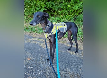 ❤️GRETEL❤️, Galgo Espanol