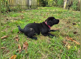 Aussiedor Welpen, Aussiedore suchen ihr Zuhause, Labrador x Australien Shepard