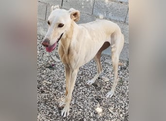 ❤️GRETA (Galgomädchen) sucht immer noch ihr neues Zuhause❤️