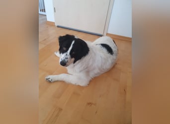 ❤️Wegen Allergie muß Marmo 1 J., kastr., 55 cm...ihre Familie verlassen!