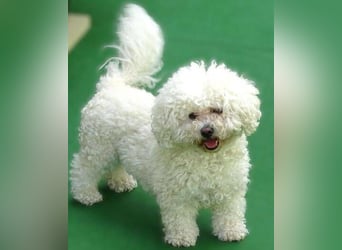 NORA Bichon Mix
