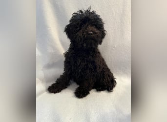 Wunderschöne Mini/Medium Goldendoodle Hündin in schwarz-braun zu verkaufen 6 Monate alt max.38cm