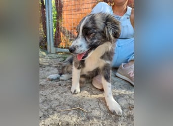 Kobú, ein zauberhafter kleiner Bub