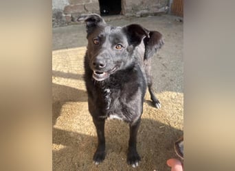 ⭐️JASMINE⭐️, Hündin, 3 Jahre, 44 cm, Mischling, Tierschutz