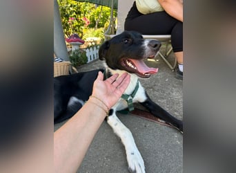 Schmusebacke Lana sucht ihre Familie ❤️