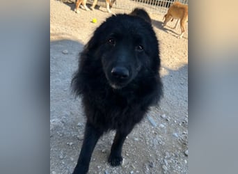 LENZI❤️unser kroat. Schäferhund-Mix-Rüde ist ein wahrer Sonnenschein!