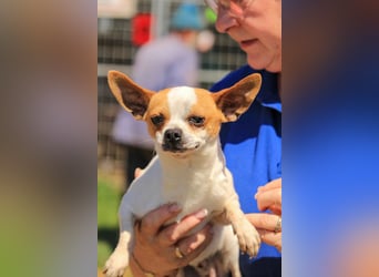Töltö PP – Chihuahua-Rüde sucht geduldige Menschen mit Herz