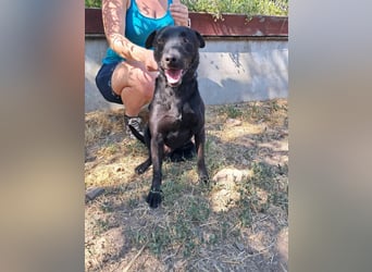 Szurok, freundlicher Shar Peix Mix geb. 2019