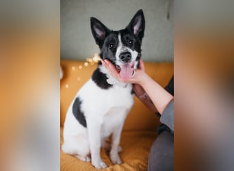 Die kleine Heidi sucht ein Zuhause