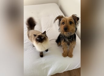 Yorkshire Mix Rüde Lenny