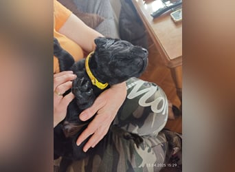 Welpe männlich gelbes Halsband