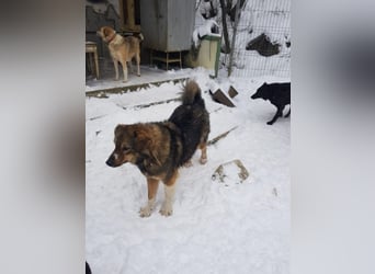Pasha sucht ein Zuhause <3