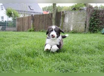 Bearded Collie Welpen, wir sind bereit für die Welt!