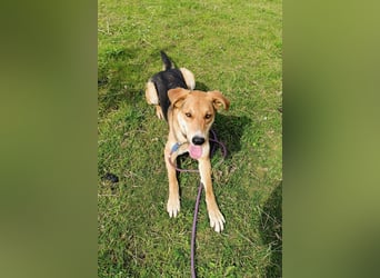 Dringend Pflegestelle oder neues Zuhause für Lemmy gesucht! (38820 Halberstadt)