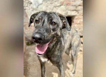 ⭐️ARI⭐️, Rüde, 1 Jahr, 55 cm, Mischling, Tierschutz