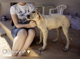 Marla, Scippy und Kea auf der Suche nach ihrer Familie