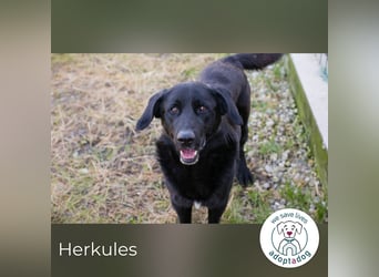 Herkules: Freund fürs Leben gesucht