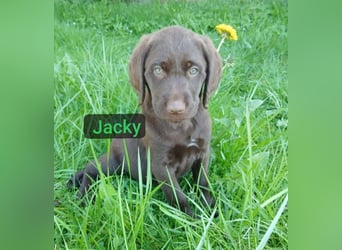 Welpen Labradoodle F1 Braun Groß Könispudel x Labrador