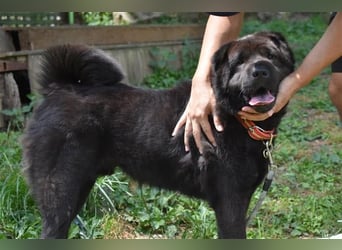 Moet freundlicher ,gemütlicher Chow-chow-Mix,ca 10 Jahre ,25 kg, sucht ein warmes Körbchen