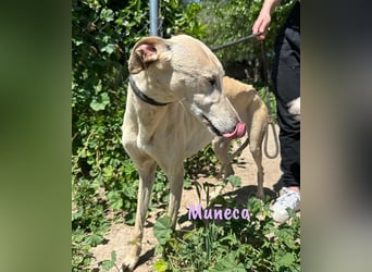 Muñeca 01/2019 (in Deutschland) - ausgeglichene und liebevolle, ganz besondere Galga!