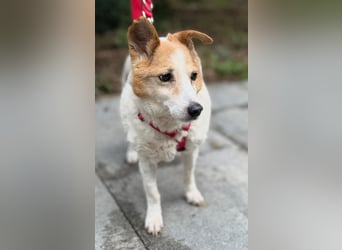 Mila - eine liebevolle Seniorin sucht warmes Körbchen aktuell in 58511 Lüdenscheid