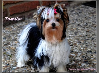 Yorkshire Terrier Welpen -verschiedene Farbgebungen u. Größen