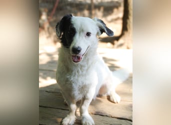 Zuckersüßer, verspielter PUPIN such sein Zuhause