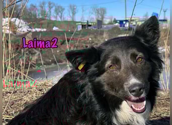 Laima2 01/2021 - sportliche und aufmerksame, wunderschöne Border-Collie-Mix Hündin!