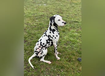 Dius, 3 Jahre, 57cm sucht ihr Körbchen