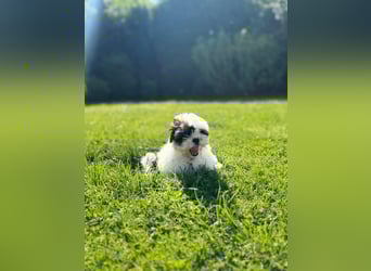 2 zuckersüße Maltipoo Welpen - Hündin