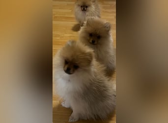 Zuckersüße Pomerania / zwergspitz Welpen
