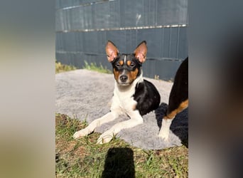 2 Basenji Welpen Junghunde, Tricolor, Rüde