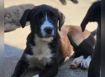 Jungrüde ♥ Xavi ♥ unser kleiner Herzöffner