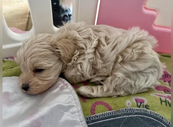 Maltipoo Welpen Rüde