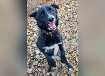 Freundlicher LEWI ist ein absoluter Gute-Laune-Hund