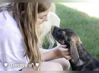 Adam, Ajax und Timmy suchen ein Zuhause