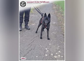 Kuschekörbchen für immer gesucht für unseren hübschen JELKO