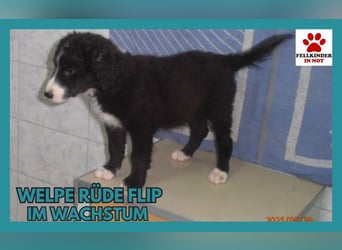 Welpe Flip sucht seine Familie