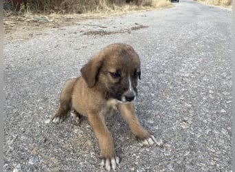 Tito – kleiner Held sucht sein Zuhause!