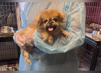Teddy - Süßer Pekinese-Welpe sucht sein Körbchen-Glück!