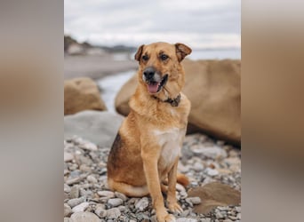 Wunderbares Zuhause für Gerda gesucht