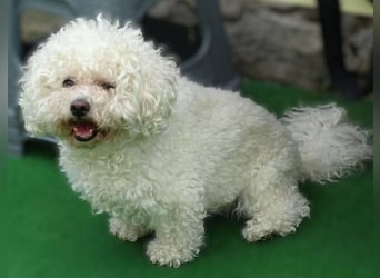 NORA Bichon Mix