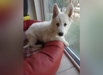 Welpen Weiße Schweizer Schäferhunde