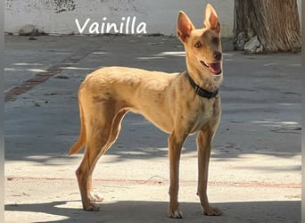 Vainilla 02/2024 (in Deutschland) - süße und sanfte kleine Podenca!