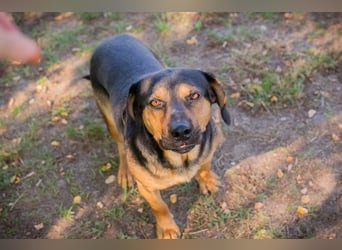 Chip 232046: Sucht ein Zuhause