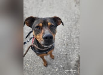 Fido SI – Ein aktiver Hund auf der Suche nach einem erfahrenen Zuhause