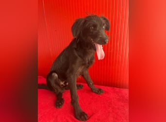 Pedro, Schnauzer-Mix, Rüde, geb. am 02.01.2025, ca. 40 cm, 10 kg